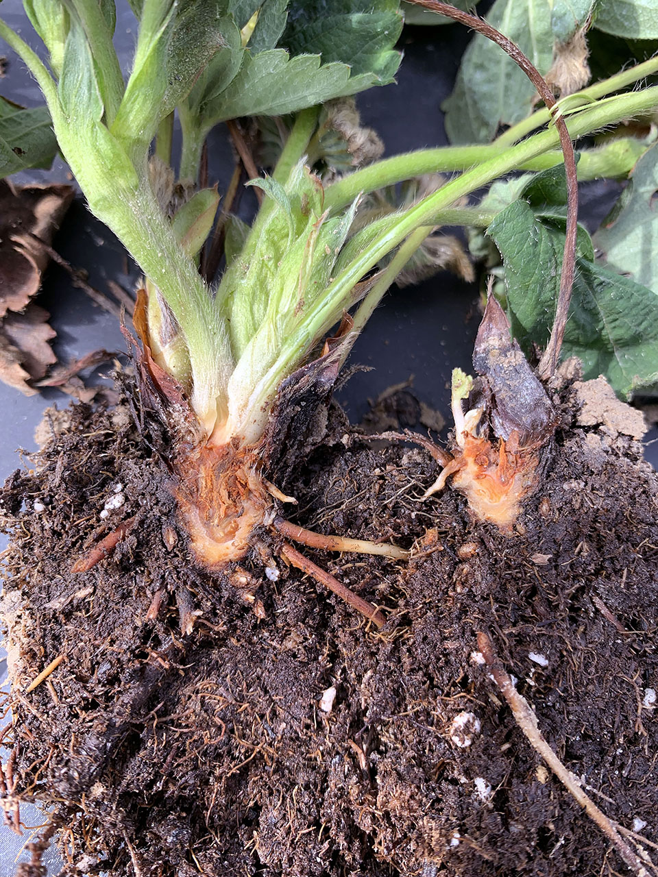 Diseased strawberry crown.